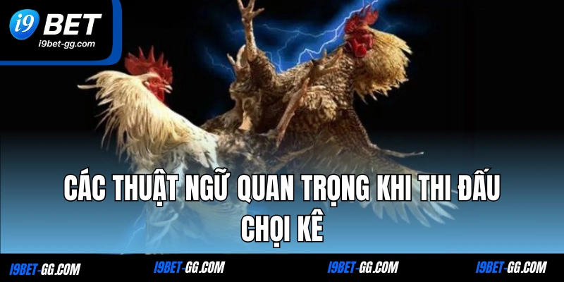 Các thuật ngữ quan trọng khi thi đấu chọi kê