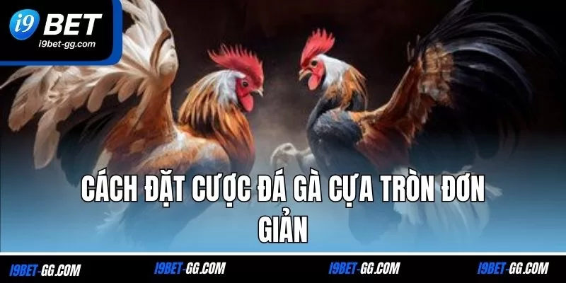 Cách đặt cược đá gà cựa tròn đơn giản