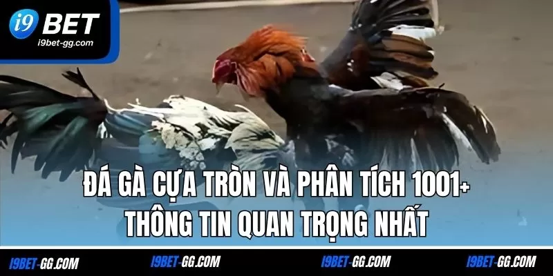 Đá Gà Cựa Tròn Và Phân Tích 1001+ Thông Tin Quan Trọng Nhất