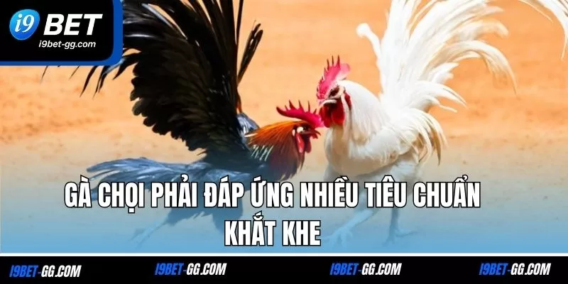 Gà chọi phải đáp ứng nhiều tiêu chuẩn khắt khe