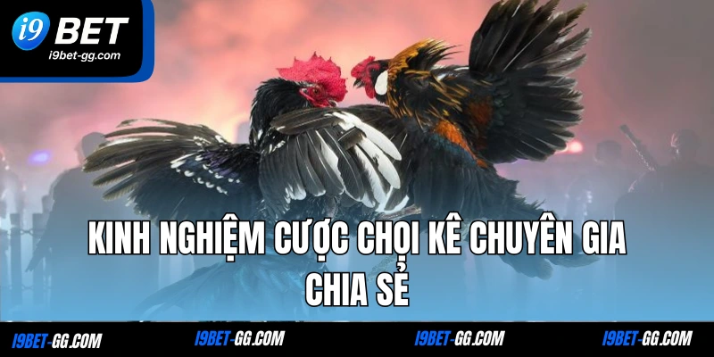 Kinh nghiệm cược chọi kê chuyên gia chia sẻ