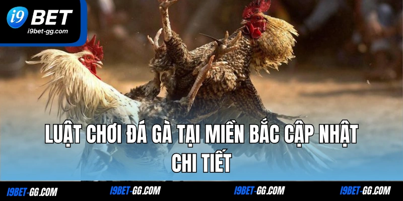 Luật chơi đá gà tại miền Bắc cập nhật chi tiết
