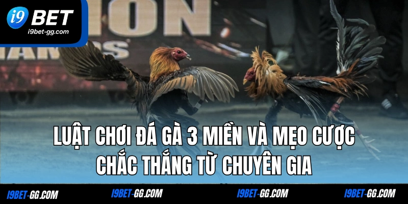 Luật Chơi Đá Gà 3 Miền Và Mẹo Cược Chắc Thắng Từ Chuyên Gia