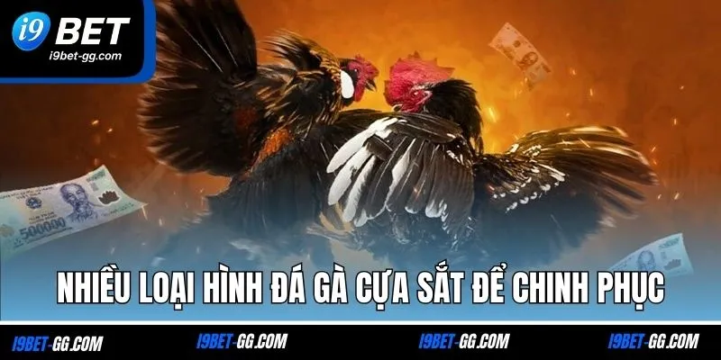 Nhiều loại hình đá gà cựa sắt để chinh phục