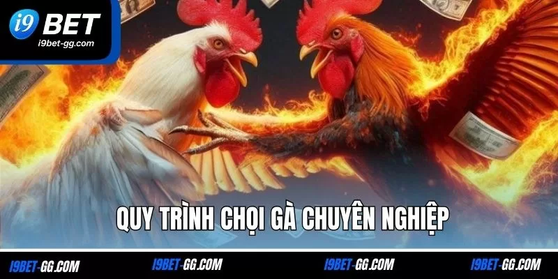 Quy trình chọi gà chuyên nghiệp