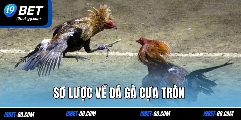 Sơ lược về đá gà cựa tròn