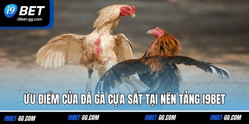 Ưu điểm của đá gà cựa sắt tại nền tảng I9BET
